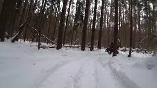 10/02/2019 лес в 4К