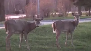 A Doe, A Deer, A Female Deer, Times 2 - Oct 25 2014