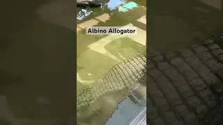 Albino Alligator! #viral #alligator #fishing #viral #fish