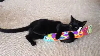 Charlie Demonstrates the Petstages Madcap Crunch & Wrestle Catnip Fish Toy