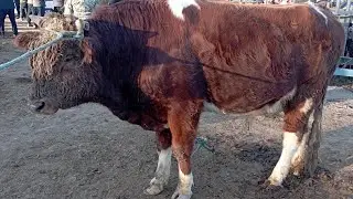 Шовот пир мол бозори укизлар нархи 18 Январь 2023