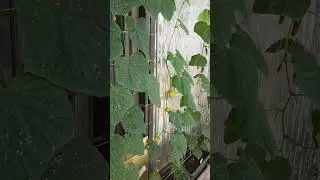 Урожай на балконе 