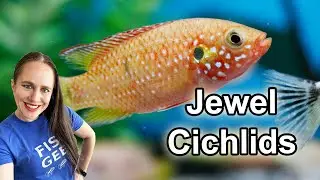 Jewel Cichlid Aquarium - Care & Breeding - Everything you need to know