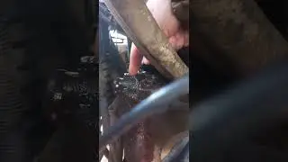 сальник, Гур, шакман