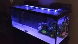 90 Gallon Aquarium at Night