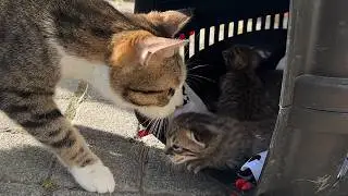 Mother cat instantly adopt starving orphan kittens