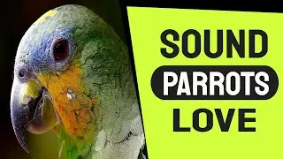 Sound Parrots Love To Hear The Most