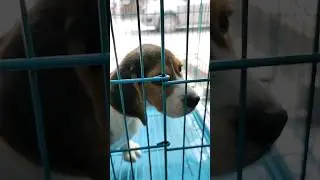 Poor Animals At Pet Shop