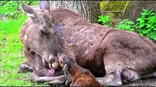 Новорождённые лосята. Первое кормление || Newborn moose calves. First feeding