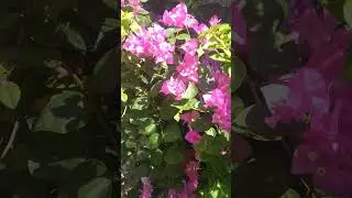 NATURE #nature #naturelovers #bougainvillea
