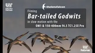 Bar-tailed Godwits filmed in slow-motion with the OM1