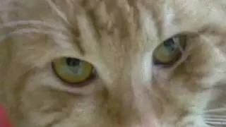 Kitty Kat xD