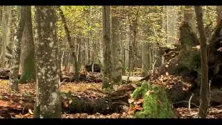 Nadleśnictwo Lubartów