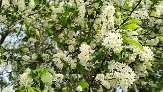 Муйыл сәскә атты. Мостафа 24.