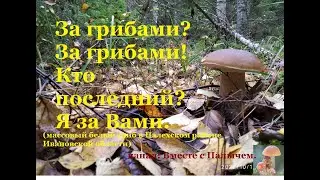 За грибами  За грибами! Кто последний  Я за Вами