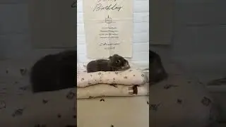 Happy Birthday Baby Bunny 🐰 #shorts #rabbit #bunny #pets | Paws and Fur