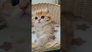 Золотые малыши для Вас💝 89033443877 #сочисегодня