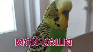 Попугай Кеша Разговаривает 🐦