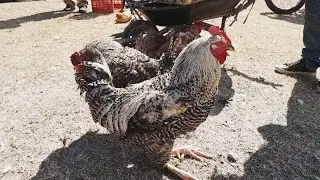 FREE-RANGE CHICKEN FAIR IN CAPOEIRAS PE
