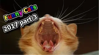 ♥AMAVID♥ Funny Cats !!! I Swear You will Laugh!!! 2017 HD  720p