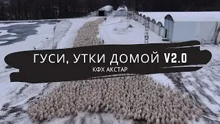 Гуси, утки домой v2.0