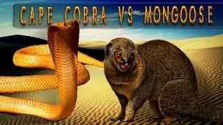 Cape Cobra vs Mongoose