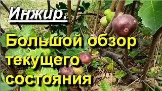 Инжир. Большой обзор текущего состояния. 2023 09 04