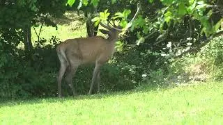 Na vajon ki zabálja fel a pálinkának való szilvát?