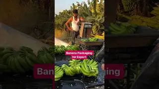 BANANA PACKAGING FOR EXPORT 