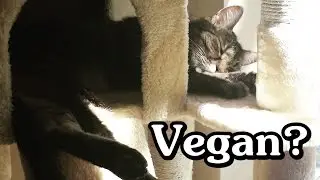 Can cats and dogs eat a vegan diet? (why Sniff still eats meat)