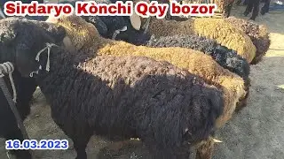 Sirdaryo Kònchi Qòy bozori 16.03.2022