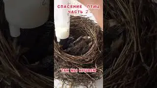 Я спас им жизнь...  Часть2 #спас_жизнь #спасение #удача_на_их_стороне #косите_аккуратней
