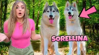 SORPRESA al mio CANE: Rivede la sua SORELLINA! 🥹❤️🐺