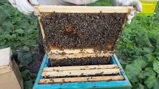собираем гнезда в зиму #карника #beekeeper #bee #пчеловодство #beekeeping #honey #honeybee