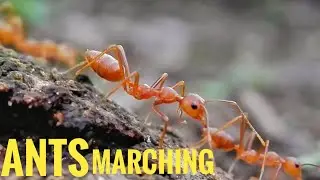 Ants marching || closeup view