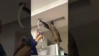 Cat's True Nature - Helper or Explorer #shorts