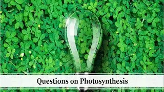 Biology - GCSE Biology - Higher - Questions on Photosynthesis Photosynthesis? All boards welcome!