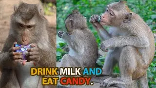 LOOK at these monkeys taking the lead of Milk and Candy.🐵🥛🍬.