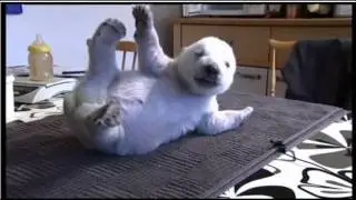 Siku, the adorable Danish polar bear @ ttwick