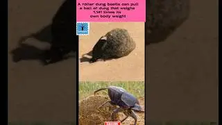 Amazing facts about Dung Beetle🤯 #factshorts #didyouknow #animals #amazingfact #shorts #animalshorts
