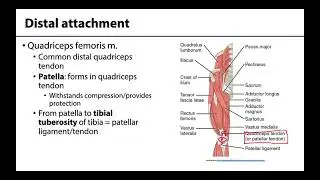Anterior Compartment of the Thigh - M1 Learning Objectives