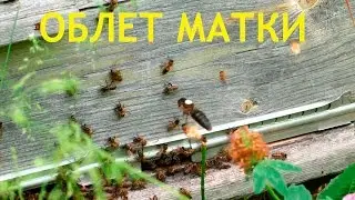queen outside the hive