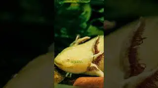 Аксолотль: Невероятные Истории о Живых Ископаемых #животные #animals #facts #факты #интересныефакты