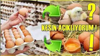 MARKETTEN ALINAN YUMURTADAN CİVCİV ÇIKARMI ? Kesin Açıklıyorum !