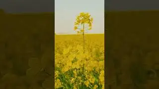 Farming: trending YouTube shorts video on farming 🌾🌻🌼☘️🌿🌷🌾 #shorts #trending #trendingshorts