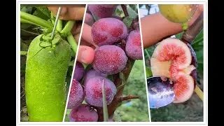 Ninja Fruit Cutting Farm Fruit P3 || 水果切割 P3