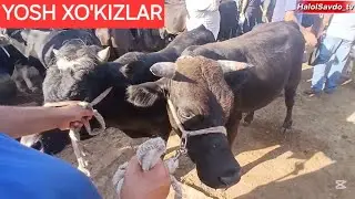 17 iyul 2026 Sariosiyo Payshanba mol bozori | yosh xo'kizlar va g'unajinlar narxlari.