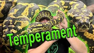 Carpet Python Temperament