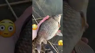 Мамка карася икряная! Большой карась!