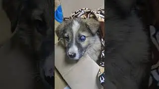 Слепышонок
